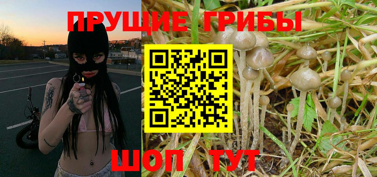 Псилоцибиновые грибы Cubensis Мичуринск